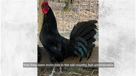 History of American Gamefowl .